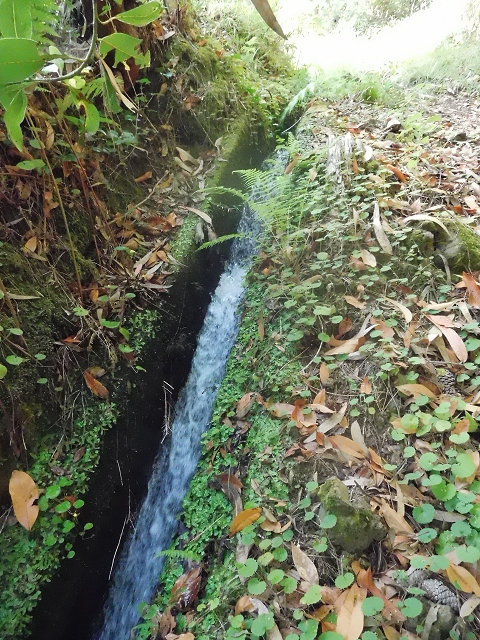 11 August 2015 Levada do Plaino Velho and descent to the Levada da Faja do Rodrigues — From Achada do Loural to the Levada do Plaino Velho — photo 4