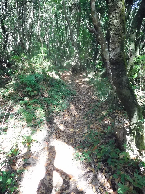 11 August 2015 Levada do Plaino Velho and descent to the Levada da Faja do Rodrigues — From Achada do Loural to the Levada do Plaino Velho — photo 5