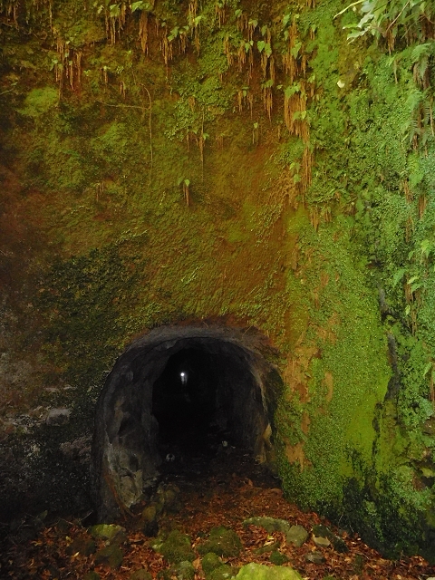 11 August 2015 Levada do Plaino Velho and descent to the Levada da Faja do Rodrigues — On the Levada do Plaino Velho — photo 29