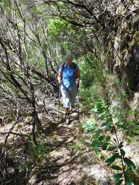 11 August 2015 Levada do Plaino Velho and descent to the Levada da Faja do Rodrigues — On the Levada do Plaino Velho — photo 31