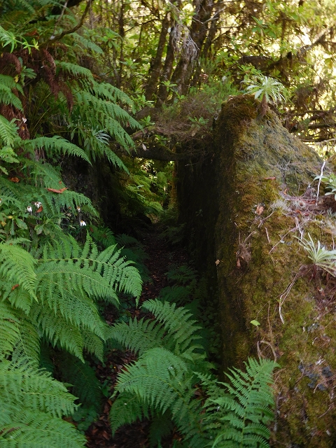 11 August 2015 Levada do Plaino Velho and descent to the Levada da Faja do Rodrigues — On the Levada do Plaino Velho — photo 33