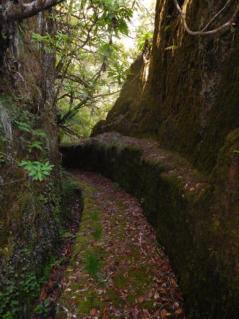 11 August 2015 Levada do Plaino Velho and descent to the Levada da Faja do Rodrigues — On the Levada do Plaino Velho — photo 34