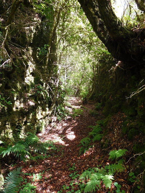 11 August 2015 Levada do Plaino Velho and descent to the Levada da Faja do Rodrigues — On the Levada do Plaino Velho — photo 37