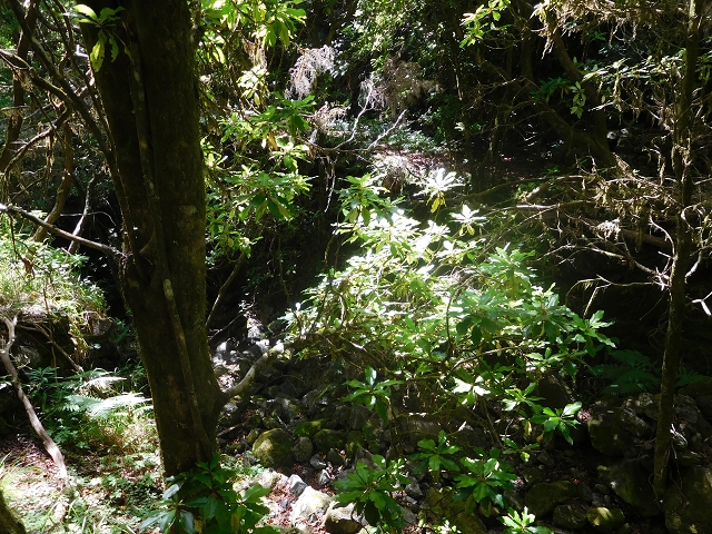 11 August 2015 Levada do Plaino Velho and descent to the Levada da Faja do Rodrigues — On the Levada do Plaino Velho — photo 38