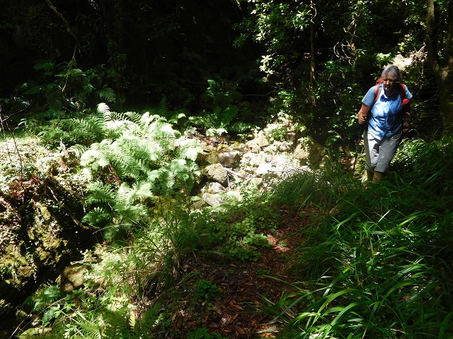 11 August 2015 Levada do Plaino Velho and descent to the Levada da Faja do Rodrigues — On the Levada do Plaino Velho — photo 39