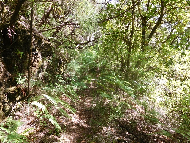 11 August 2015 Levada do Plaino Velho and descent to the Levada da Faja do Rodrigues — On the Levada do Plaino Velho — photo 40