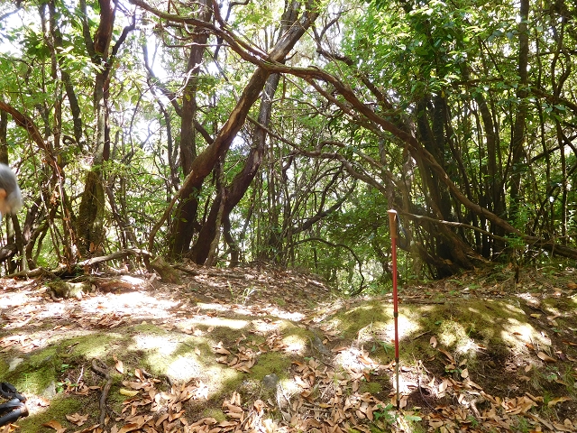 11 August 2015 Levada do Plaino Velho and descent to the Levada da Faja do Rodrigues — Descent to the Levada da Faja do Rodrigues — photo 1
