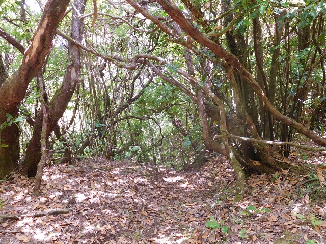 11 August 2015 Levada do Plaino Velho and descent to the Levada da Faja do Rodrigues — Descent to the Levada da Faja do Rodrigues — photo 2