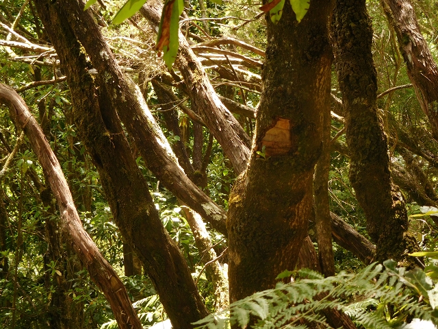 11 August 2015 Levada do Plaino Velho and descent to the Levada da Faja do Rodrigues — Descent to the Levada da Faja do Rodrigues — photo 3