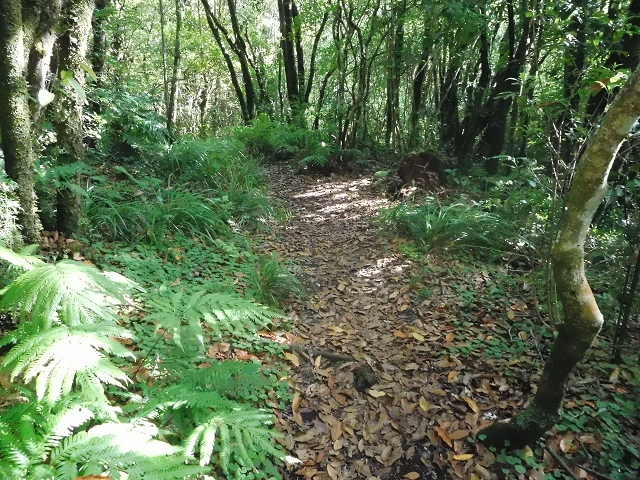 11 August 2015 Levada do Plaino Velho and descent to the Levada da Faja do Rodrigues — From Achada do Loural to the Levada do Plaino Velho — photo 8