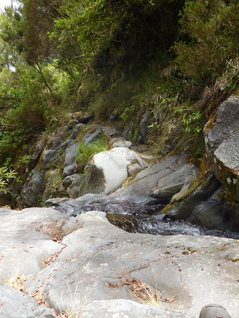 11 August 2015 Levada do Plaino Velho and descent to the Levada da Faja do Rodrigues — Descent to the Levada da Faja do Rodrigues — photo 14