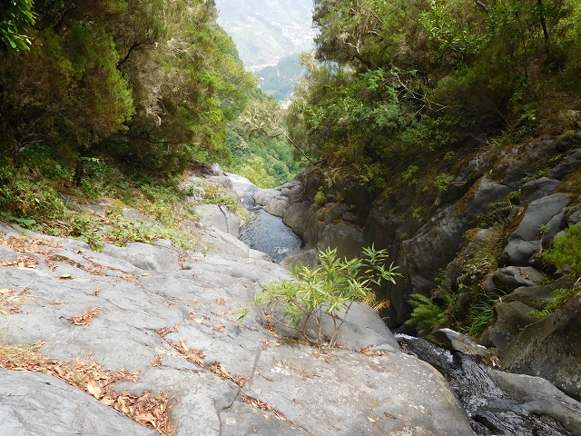 11 August 2015 Levada do Plaino Velho and descent to the Levada da Faja do Rodrigues — Descent to the Levada da Faja do Rodrigues — photo 15