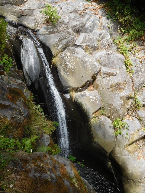 11 August 2015 Levada do Plaino Velho and descent to the Levada da Faja do Rodrigues — Descent to the Levada da Faja do Rodrigues — photo 16