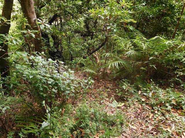 11 August 2015 Levada do Plaino Velho and descent to the Levada da Faja do Rodrigues — Here one could continue to the Levada do Lanço — photo 1