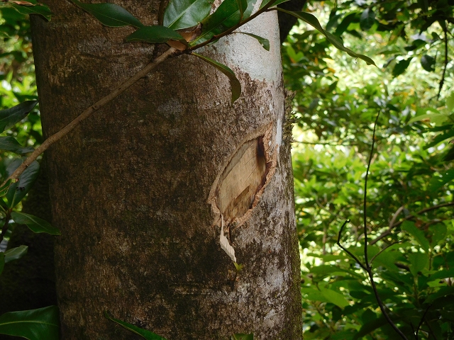11 August 2015 Levada do Plaino Velho and descent to the Levada da Faja do Rodrigues — Here one could continue to the Levada do Lanço — photo 2