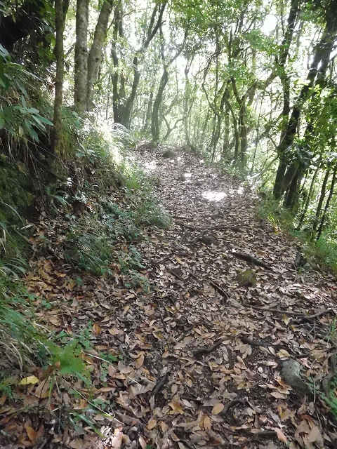 11 August 2015 Levada do Plaino Velho and descent to the Levada da Faja do Rodrigues — From Achada do Loural to the Levada do Plaino Velho — photo 9