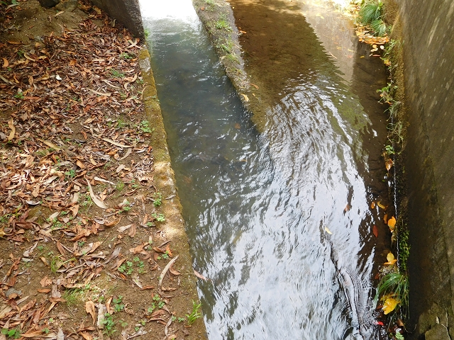11 August 2015 Levada do Plaino Velho and descent to the Levada da Faja do Rodrigues — Back to Achada do Loural — photo 2