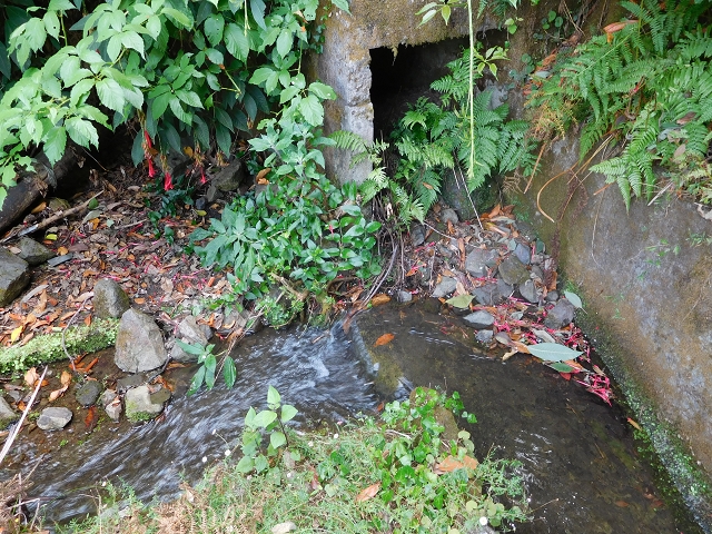 11 August 2015 Levada do Plaino Velho and descent to the Levada da Faja do Rodrigues — Back to Achada do Loural — photo 4