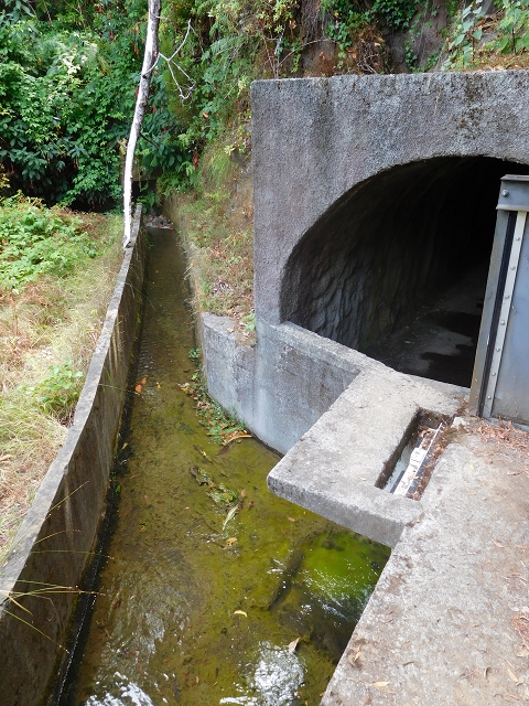 11 August 2015 Levada do Plaino Velho and descent to the Levada da Faja do Rodrigues — Back to Achada do Loural — photo 6
