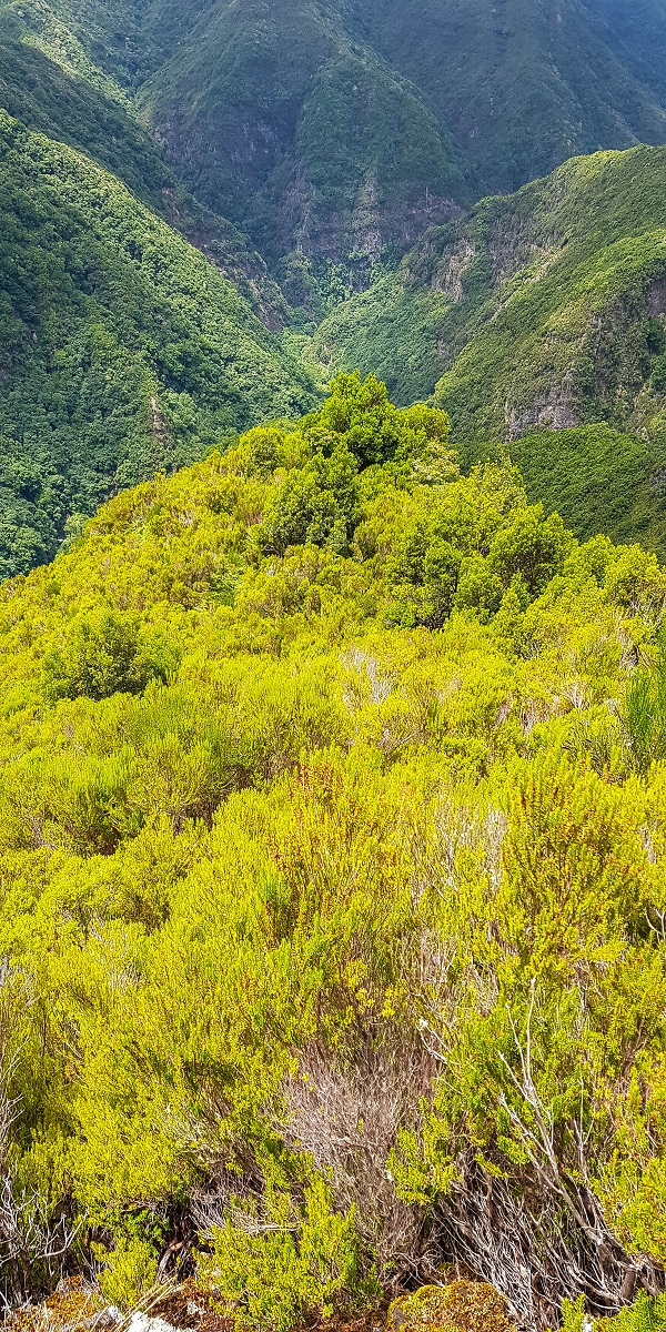 11 de agosto de 2021 Palha Carga e mais uma vez a Levada da Rocha Vermelha — Stairway to Heaven — foto 11