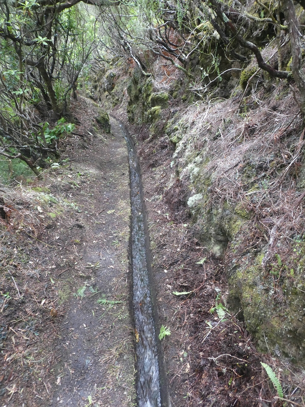 11 de agosto de 2021 Palha Carga e mais uma vez a Levada da Rocha Vermelha — Seguindo até à passagem do ribeiro — foto 3