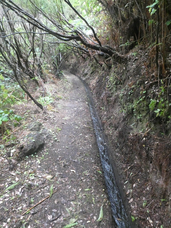 11 de agosto de 2021 Palha Carga e mais uma vez a Levada da Rocha Vermelha — Seguindo até à passagem do ribeiro — foto 4