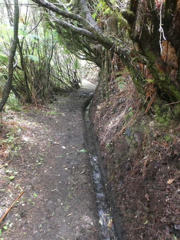 11 de agosto de 2021 Palha Carga e mais uma vez a Levada da Rocha Vermelha — Seguindo até à passagem do ribeiro — foto 5