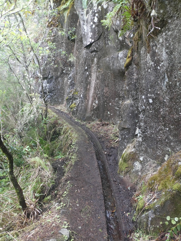 11 de agosto de 2021 Palha Carga e mais uma vez a Levada da Rocha Vermelha — Seguindo até à passagem do ribeiro — foto 6