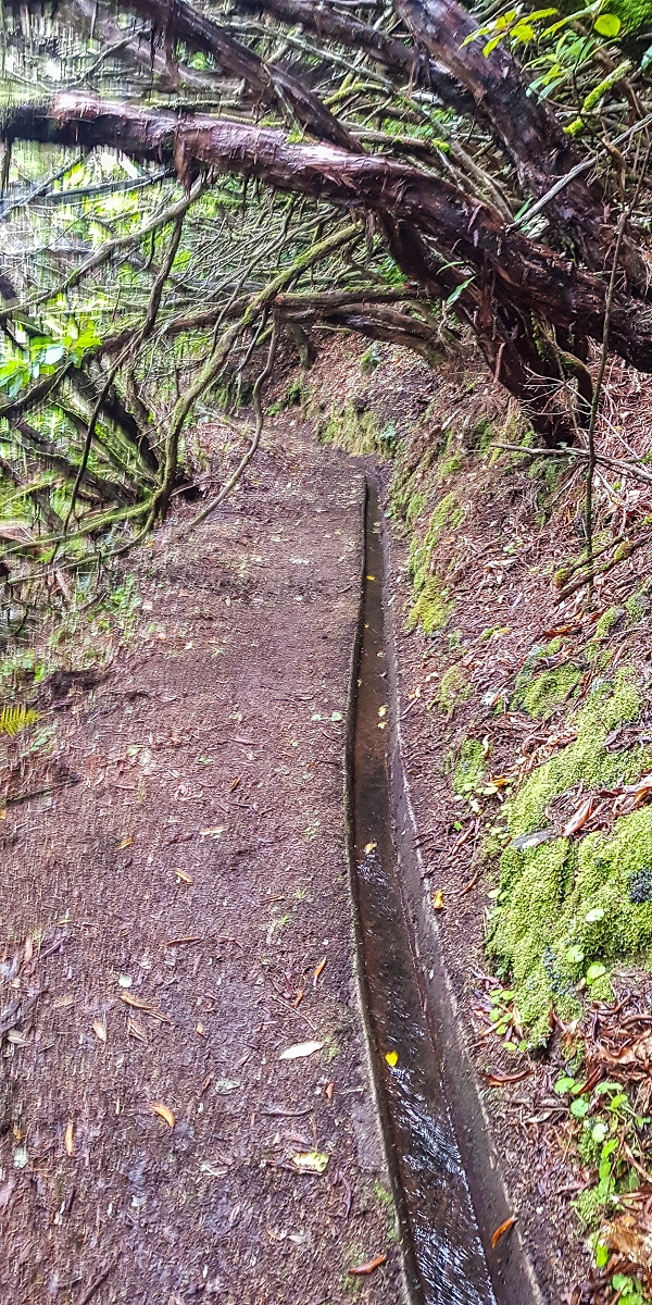 11 de agosto de 2021 Palha Carga e mais uma vez a Levada da Rocha Vermelha — Até à Madre atual junto à cruz de Santo André — foto 1