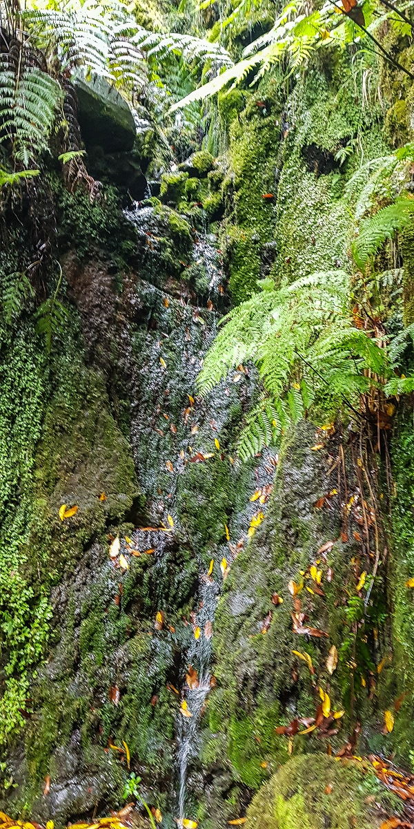 11 de agosto de 2021 Palha Carga e mais uma vez a Levada da Rocha Vermelha — Até à Madre atual junto à cruz de Santo André — foto 2