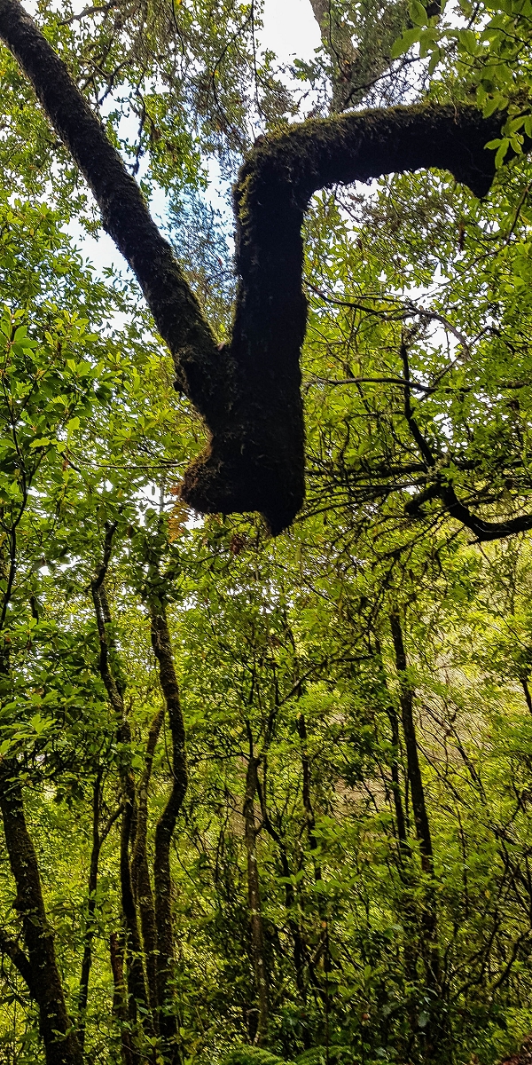 11 de agosto de 2021 Palha Carga e mais uma vez a Levada da Rocha Vermelha — Até à Madre atual junto à cruz de Santo André — foto 3