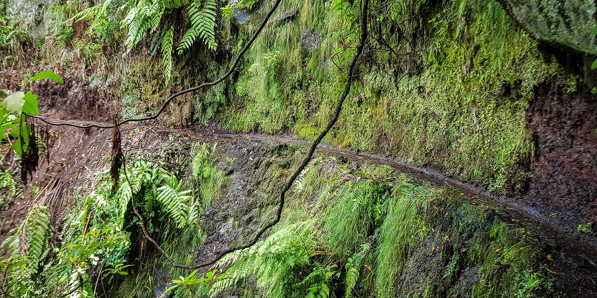 11 de agosto de 2021 Palha Carga e mais uma vez a Levada da Rocha Vermelha — Até à Madre atual junto à cruz de Santo André — foto 5