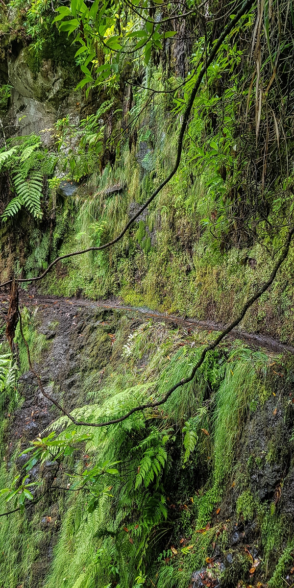 11 de agosto de 2021 Palha Carga e mais uma vez a Levada da Rocha Vermelha — Até à Madre atual junto à cruz de Santo André — foto 6