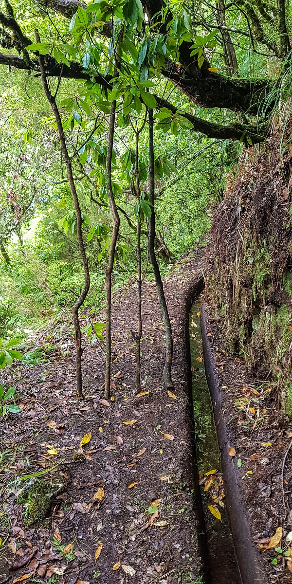 11 de agosto de 2021 Palha Carga e mais uma vez a Levada da Rocha Vermelha — Até à Madre atual junto à cruz de Santo André — foto 7