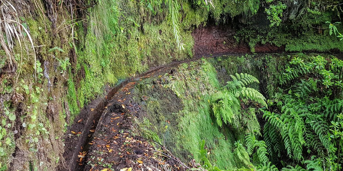 11 de agosto de 2021 Palha Carga e mais uma vez a Levada da Rocha Vermelha — Até à Madre atual junto à cruz de Santo André — foto 8