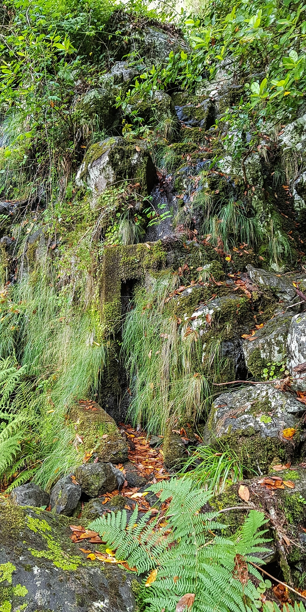 11 de agosto de 2021 Palha Carga e mais uma vez a Levada da Rocha Vermelha — Na levada até à Madre antiga — foto 2