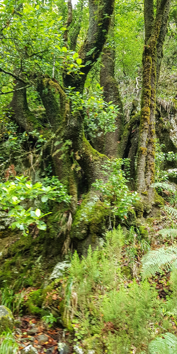 11 de agosto de 2021 Palha Carga e mais uma vez a Levada da Rocha Vermelha — Na levada até à Madre antiga — foto 3