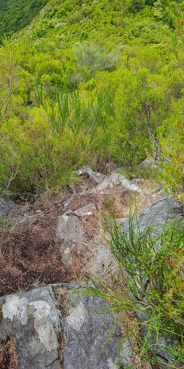 11 de agosto de 2021 Palha Carga e mais uma vez a Levada da Rocha Vermelha — Subida na urze até ao PR13 — foto 1