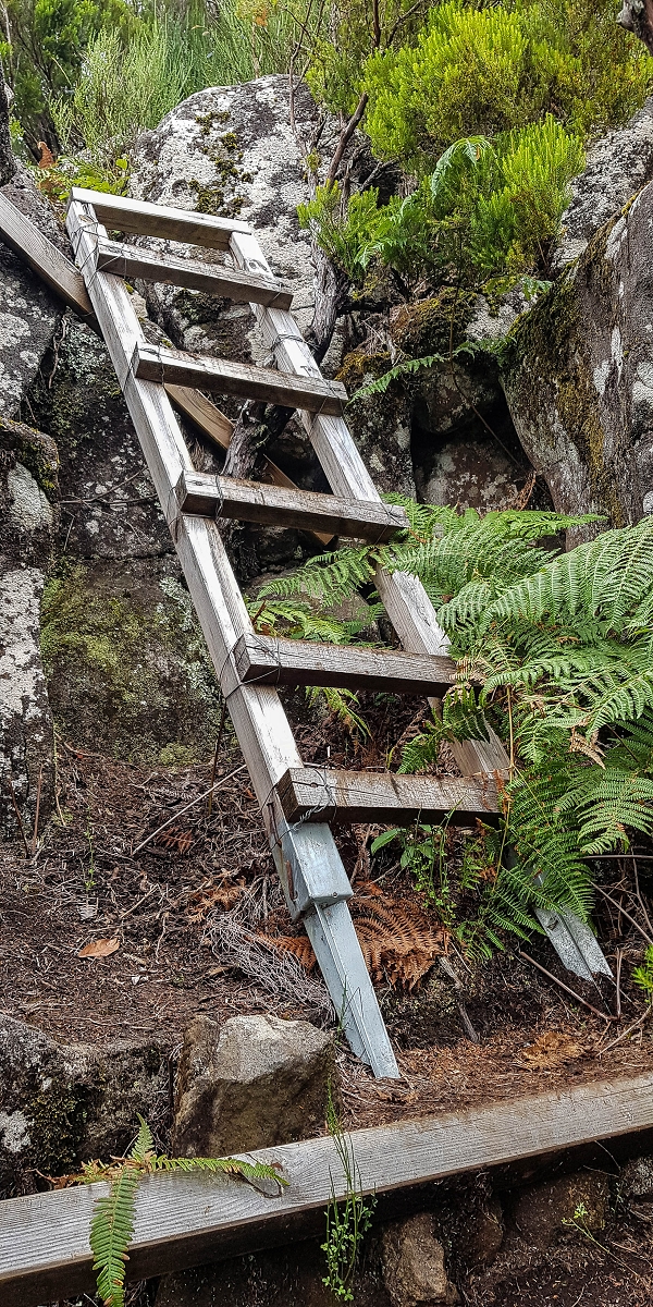 11 de agosto de 2021 Palha Carga e mais uma vez a Levada da Rocha Vermelha — Subida na urze até ao PR13 — foto 2