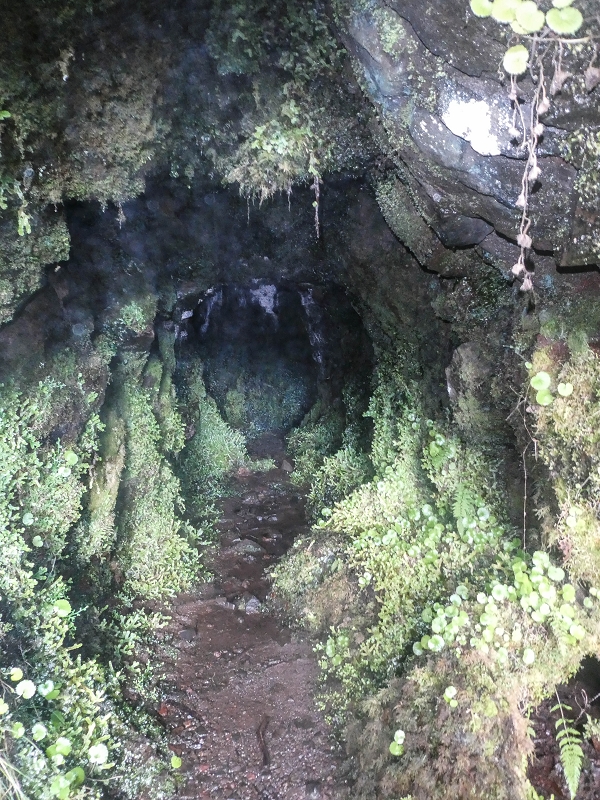 Levada Vinte e Cinco Fontes — Madre — foto 2