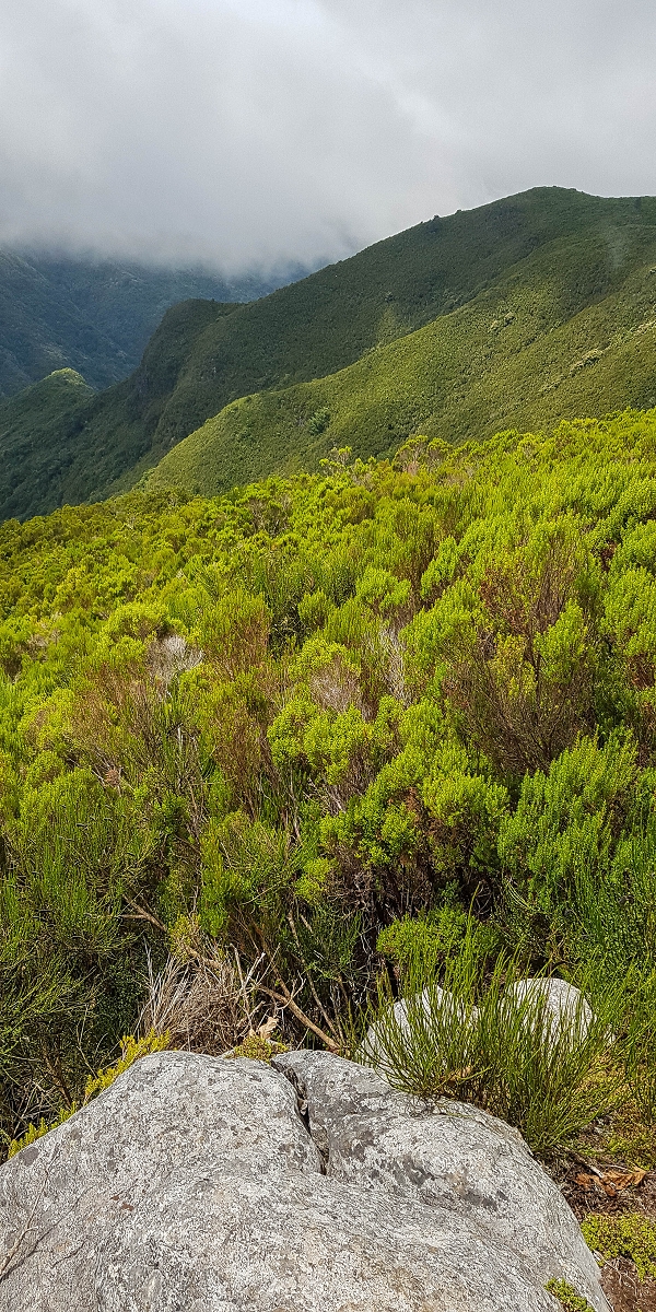 11 de agosto de 2021 Palha Carga e mais uma vez a Levada da Rocha Vermelha — Subida na urze até ao PR13 — foto 6