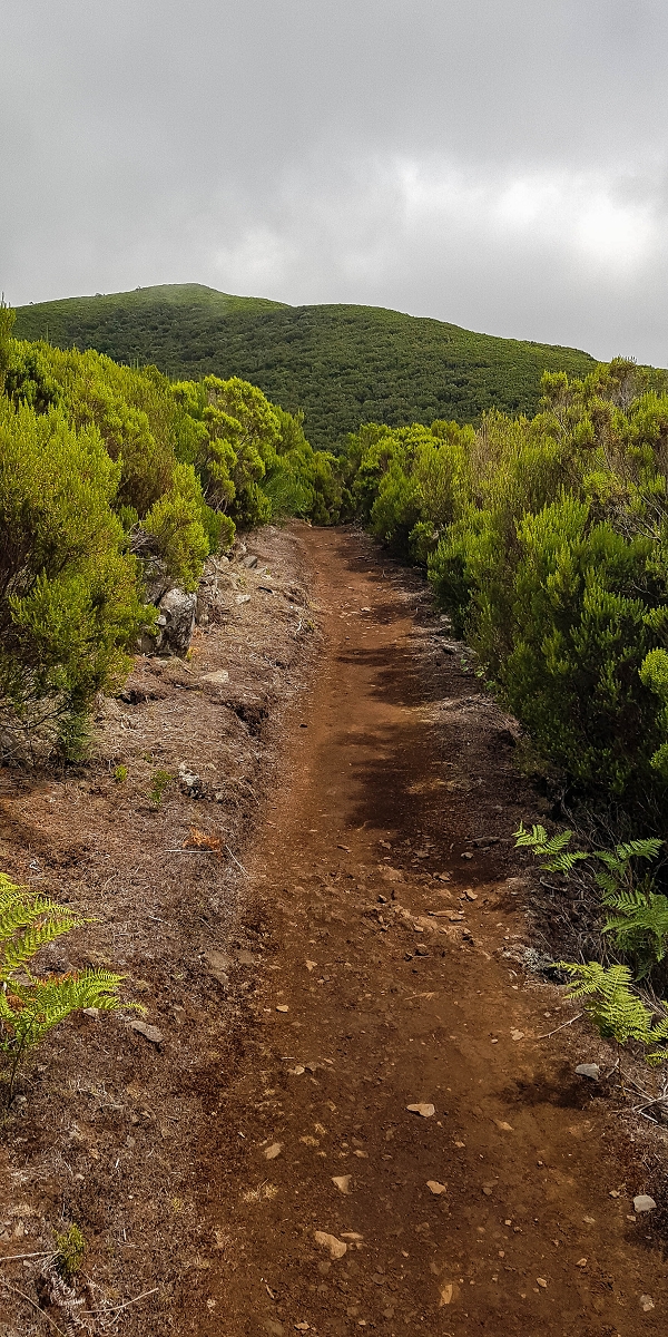 11 de agosto de 2021 Palha Carga e mais uma vez a Levada da Rocha Vermelha — No PR13 até ao ponto de partida — foto 1