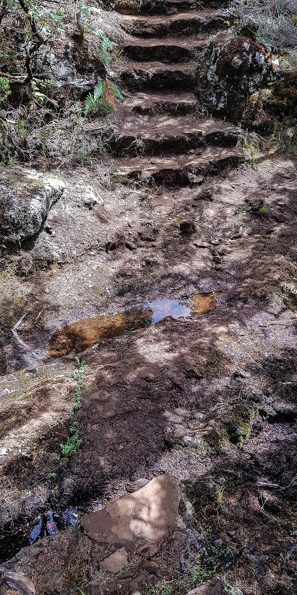 11 de agosto de 2021 Palha Carga e mais uma vez a Levada da Rocha Vermelha — No PR13 até ao ponto de partida — foto 3