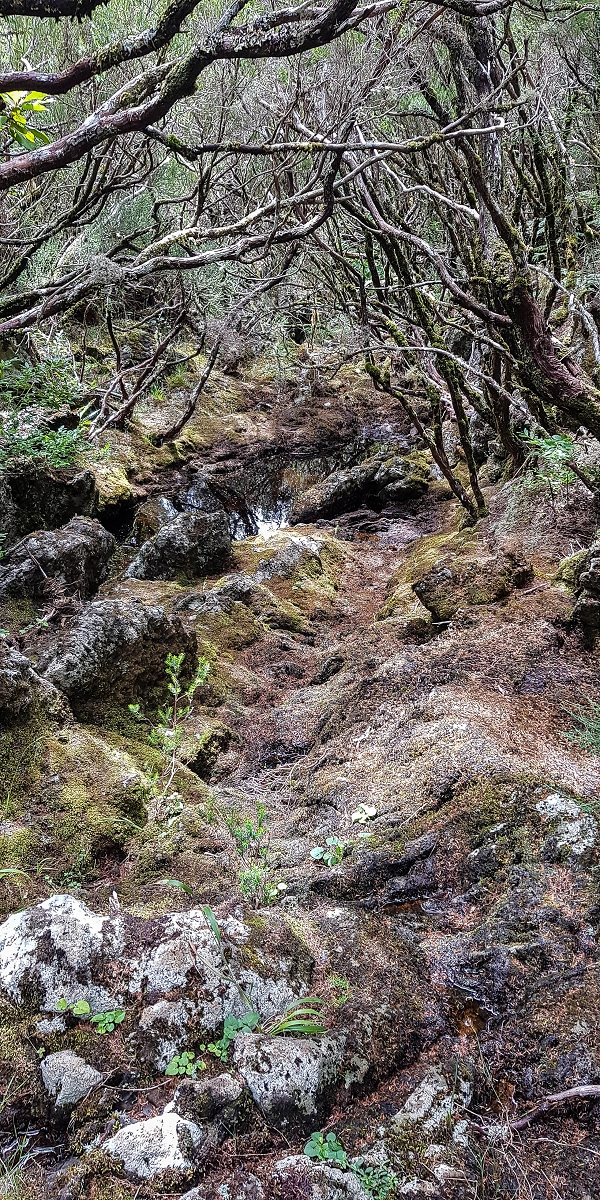 11 de agosto de 2021 Palha Carga e mais uma vez a Levada da Rocha Vermelha — No PR13 até ao ponto de partida — foto 4