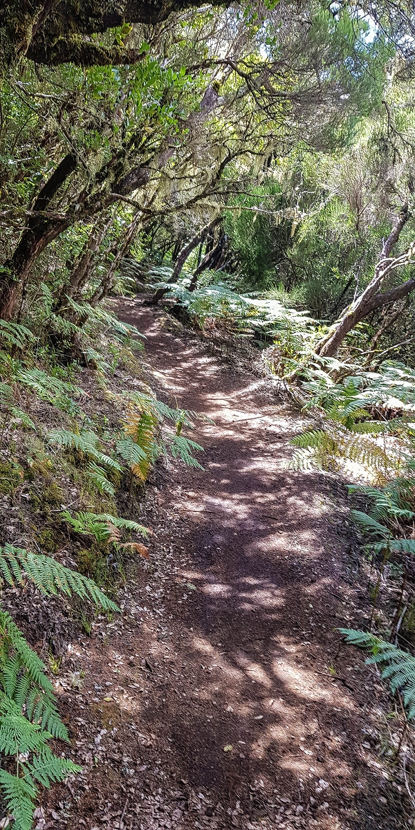 11 de agosto de 2021 Palha Carga e mais uma vez a Levada da Rocha Vermelha — No PR13 até ao ponto de partida — foto 5