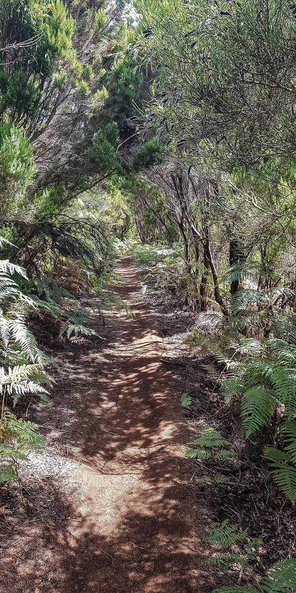 11 de agosto de 2021 Palha Carga e mais uma vez a Levada da Rocha Vermelha — No PR13 até ao ponto de partida — foto 6