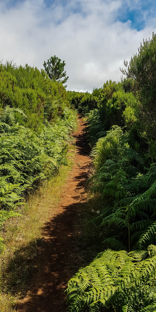 11 de agosto de 2021 Palha Carga e mais uma vez a Levada da Rocha Vermelha — No PR13 até ao ponto de partida — foto 7