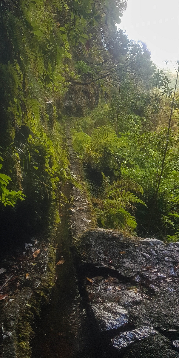 Levada Vinte e Cinco Fontes — Madre — foto 6