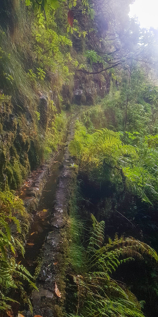 Levada Vinte e Cinco Fontes — Madre — foto 7