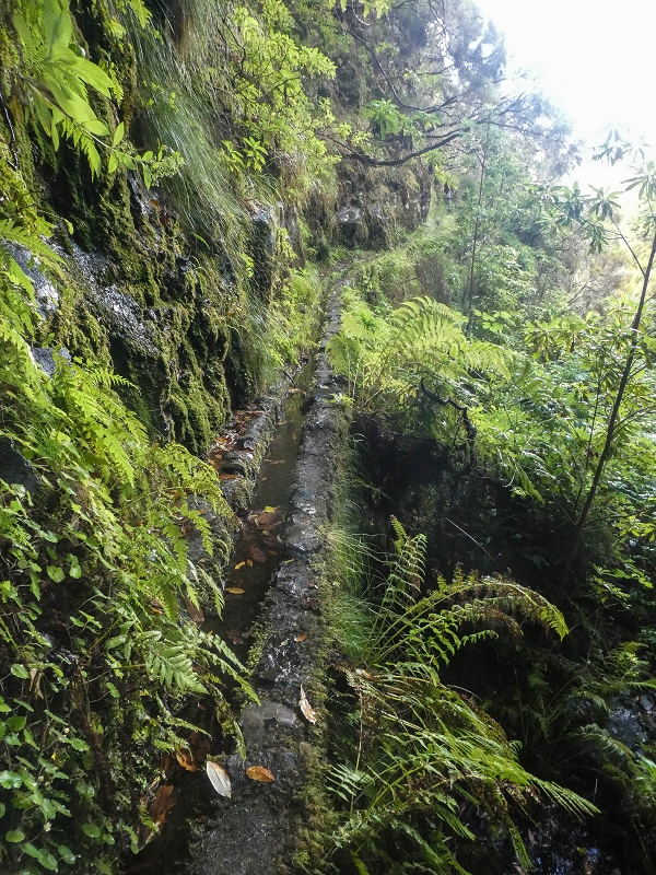 Levada Vinte e Cinco Fontes — O Poco acima da Madre — foto 1